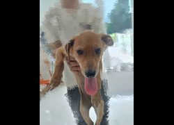 嘉義市動物保護教育園區,編號:468106, 混種犬          