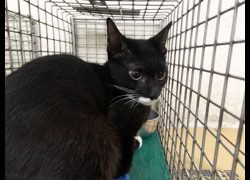 臺北市動物之家,編號:468149, 混種貓                 