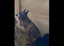 彰化縣流浪狗中途之家臨時收容所,編號:468148, 混種犬          