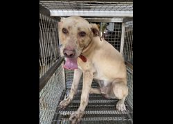臺南市動物之家善化站,編號:468150, 混種犬          
