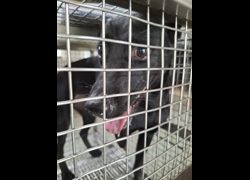 臺南市動物之家善化站,編號:468154, 混種犬          