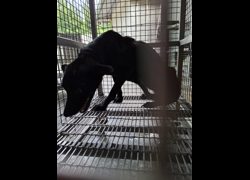 臺南市動物之家善化站,編號:468165, 混種犬          