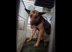 臺南市動物之家善化站,編號:468167, 混種犬          