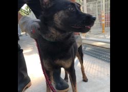 臺南市動物之家灣裡站,編號:467386, 混種犬          