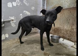 新竹市動物保護教育園區,編號:468177, 混種犬          
