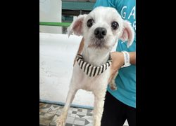 苗栗縣動物保護教育園區,編號:468180, 瑪爾濟斯犬           