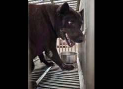 臺南市動物之家善化站,編號:468182, 混種犬          