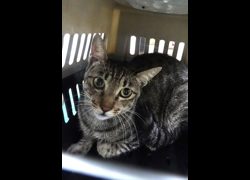 宜蘭縣流浪動物中途之家,編號:468183, 混種貓                 