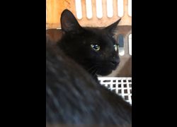 宜蘭縣流浪動物中途之家,編號:468184, 混種貓                 