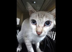 宜蘭縣流浪動物中途之家,編號:468185, 混種貓                 