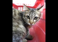 宜蘭縣流浪動物中途之家,編號:468186, 混種貓                 