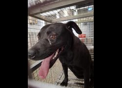 臺南市動物之家善化站,編號:468187, 混種犬          