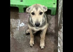 臺東縣動物收容中心,編號:468189, 混種犬          