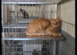 新竹市動物保護教育園區,編號:468190, 混種貓                 