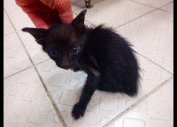 南投縣公立動物收容所,編號:468224, 混種貓                 