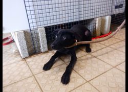 南投縣公立動物收容所,編號:468230, 混種犬          