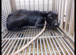 南投縣公立動物收容所,編號:468232, 混種犬          