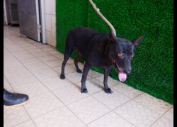 南投縣公立動物收容所,編號:468239, 混種犬          
