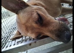 臺南市動物之家善化站,編號:468269, 混種犬          