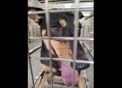 臺南市動物之家善化站,編號:468270, 混種犬          