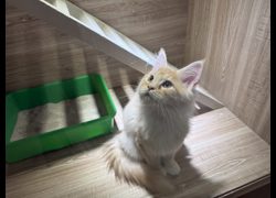 桃園市動物保護教育園區,編號:468282, 緬因貓                 