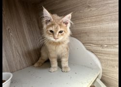 桃園市動物保護教育園區,編號:468287, 緬因貓                 