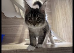 桃園市動物保護教育園區,編號:468288, 緬因貓                 