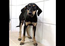 新竹縣動物保護教育園區,編號:468283, 混種犬          