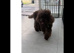 基隆市寵物銀行,編號:468305, 貴賓犬        