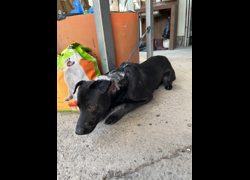 彰化縣流浪狗中途之家臨時收容所,編號:468327, 混種犬          