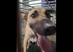 臺南市動物之家善化站,編號:468337, 混種犬          