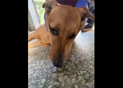 臺南市動物之家善化站,編號:468339, 混種犬          