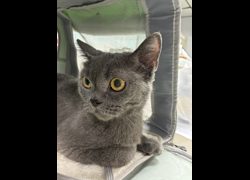 臺南市動物之家善化站,編號:468345, 英國短毛貓               
