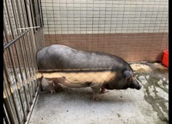 臺南市動物之家善化站,編號:468346, 豬