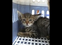 宜蘭縣流浪動物中途之家,編號:468334, 混種貓                 