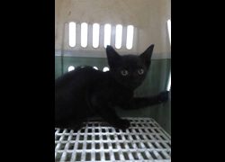 宜蘭縣流浪動物中途之家,編號:468336, 混種貓                 