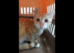 宜蘭縣流浪動物中途之家,編號:468338, 混種貓                 