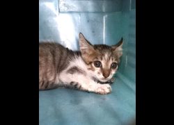 宜蘭縣流浪動物中途之家,編號:468340, 混種貓                 