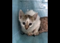 宜蘭縣流浪動物中途之家,編號:468341, 混種貓                 