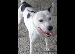 宜蘭縣流浪動物中途之家,編號:468343, 混種犬          