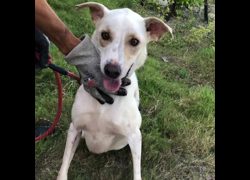 臺南市動物之家灣裡站,編號:468276, 混種犬          