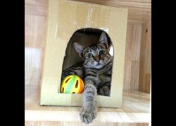 新竹縣動物保護教育園區,編號:468027, 混種貓                 