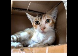 新竹縣動物保護教育園區,編號:468087, 混種貓                 