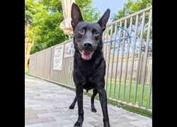 新竹縣動物保護教育園區,編號:468289, 混種犬          