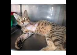 新竹縣動物保護教育園區,編號:468026, 混種貓                 