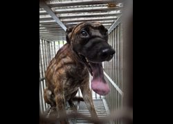 臺南市動物之家善化站,編號:468367, 混種犬          