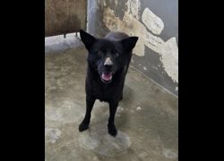 新竹市動物保護教育園區,編號:468370, 混種犬          