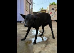 彰化縣流浪狗中途之家臨時收容所,編號:468382, 混種犬          