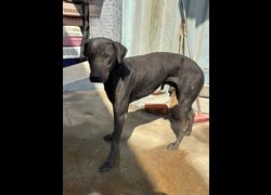 彰化縣流浪狗中途之家臨時收容所,編號:468383, 混種犬          