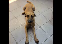 臺南市動物之家灣裡站,編號:468275, 混種犬          